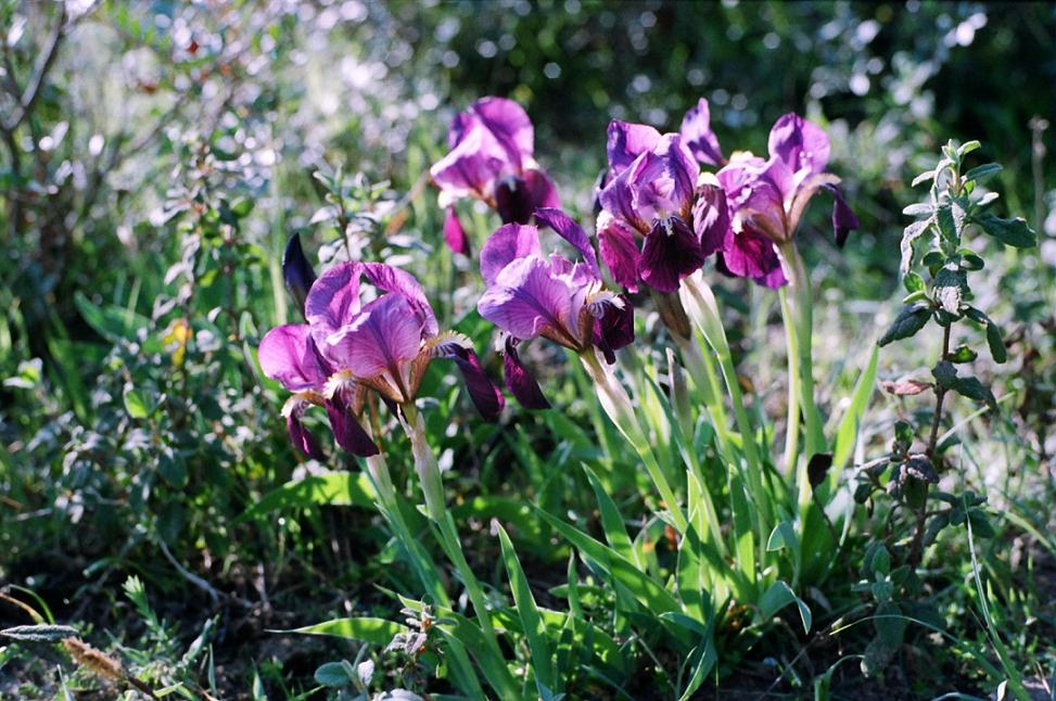 Che specie di Iris sono? - Iris lutescens